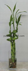 Lucky bamboo(Dracaena Sanderiana)