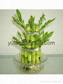 Tower lucky bamboo(Dracaena Sanderiana) 3