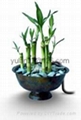 Lucky bamboo(Dracaena Sanderiana) 5