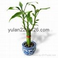 Vase Lucky bamboo(Dracaena Sanderiana) 5