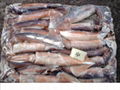 船凍阿根廷魷魚 1
