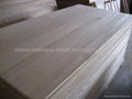 solid wood Finger joint board in paulownia/ fir/pine 