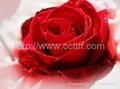  Rose Flower Lotion  skincare cosmetics    