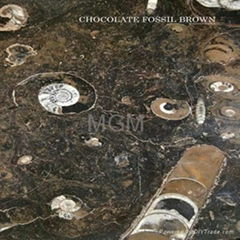 Brown Fossil Marble