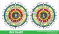 IRIDOLOGY CHART