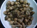 brine mushroom 2