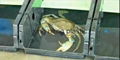 Crab culture colonization box & container 1