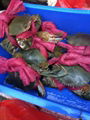 養青蟹箱養殖容器&箱大閘蟹養殖箱集約化養殖螃蟹