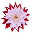 Corsage AKA TOLD SGRHO CHI ETA  Ribbon Flower Sorority PIN Delta Brooch For Lady 12