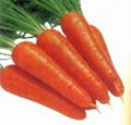 胡萝卜.Carrot 1