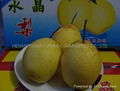 ASIAN PEARS