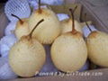 ASIAN PEARS 4