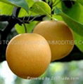 ASIAN PEARS 5