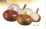 紅洋蔥Red Onion