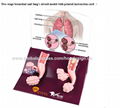 F-194Two-stage bronchial and lung's alveoli model with printed instruction card  1