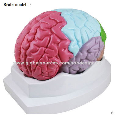 P-1368 Brain model 