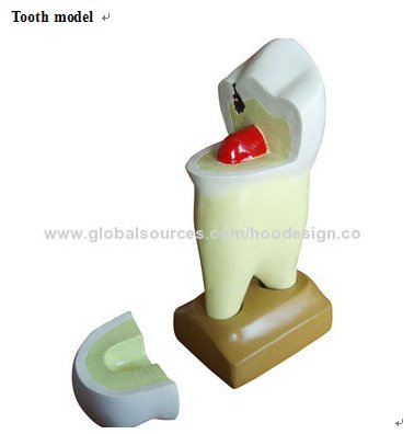 P-1386 Tooth model 