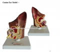 P-1326 Canine Ear Model  1