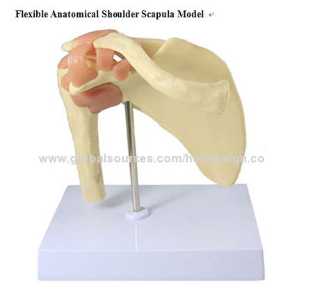 P-1334 Flexible Anatomical Shoulder Scapula Model 