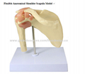 P-1334 Flexible Anatomical Shoulder