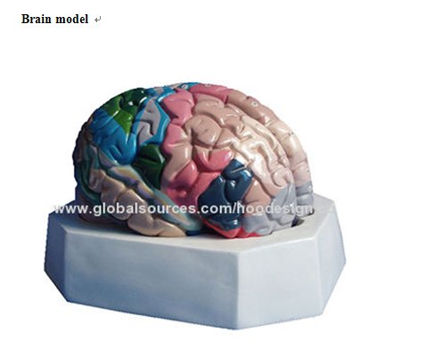 P-1366 Brain model