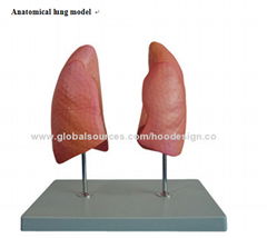 P-1369 Anatomical lung model 