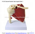 P-1333 Muscled Shoulder Joint Scapula