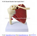 P-1333 Muscled Shoulder Joint Scapula Model 