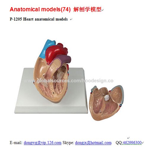 P-1205 Heart anatomical models 