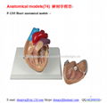 P-1205 Heart anatomical models