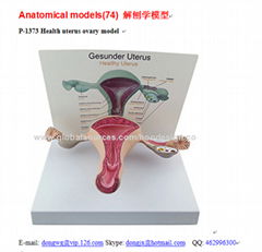P-1373 Health uterus ovary model 