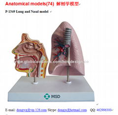 P-1349 Lung and Nasal model 