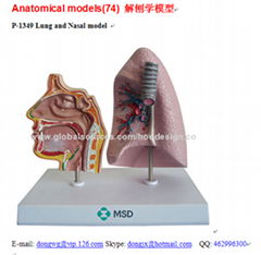 P-1349 Lung and Nasal model