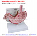 P-1292 Medical Human Stomach Anatomical Model