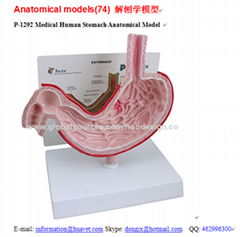P-1292 Medical Human Stomach Anatomical Model