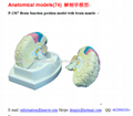 P-1367 Brain function position model with brain mantle  1