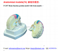 P-1367 Brain function position model with brain mantle 