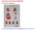 P-1377 3D PVC Medical Poster 