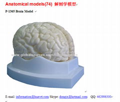 P-1365 Brain Model