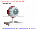 P-1300 Eyeball model