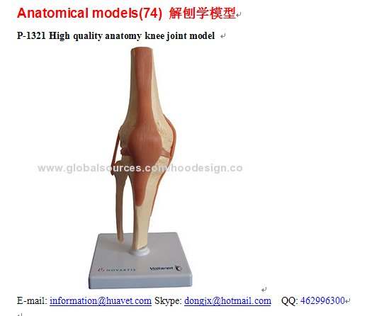 P-1321 High quality anatomy knee joint model 