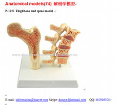 P-1251 Thighbone and spine model