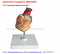 P-1274 Anatomical human heart model