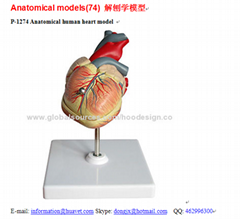 P-1274 Anatomical human heart model 