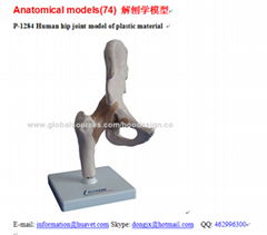 P-1284 Human hip joint model of plastic material