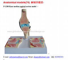 P-1288 Knee median sagittal section model 