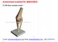 P-1289 Knee anatomic model  1