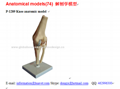 P-1289 Knee anatomic model 