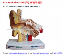 P-1294 Medical Anatomical Plastic Ear Model