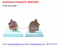 P-1295 Sinus model 